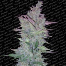 (Bild für) Vertigo Auto Feminised Seeds