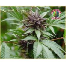 (Bild für) Sweet Purple Feminised Seeds