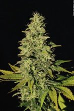 (Bild für) Jacky White Feminised Seeds