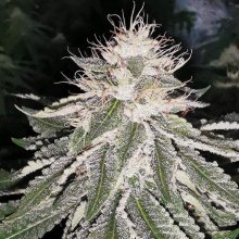 (Bild für) MAC 11 Feminised Seeds