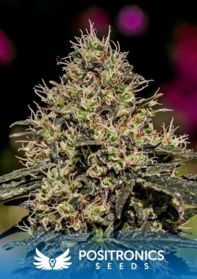 (Bild für) Critical # 47 Feminised Seeds