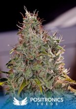 (Bild für) Amnesia Mistery Feminised Seeds