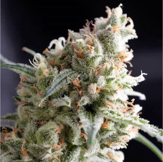 (Bild für) Kukulkan Feminised Seeds