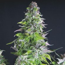 (Bild für) Romulan Feminised Seeds