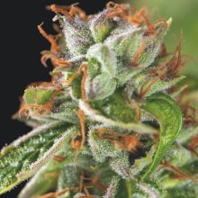 (Bild für) Double OG Haze Feminised Seeds