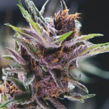 (Bild für) Black Cherry Punch Feminised Seeds