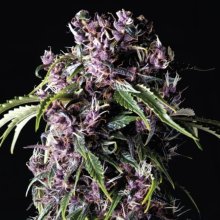 (Bild für) Purple Feminised Seeds