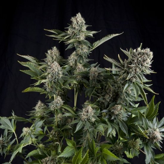 (Bild für) White Widow CBD Feminised Seeds