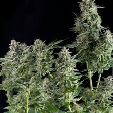 (Bild für) Northern Lights CBD Feminised Seeds