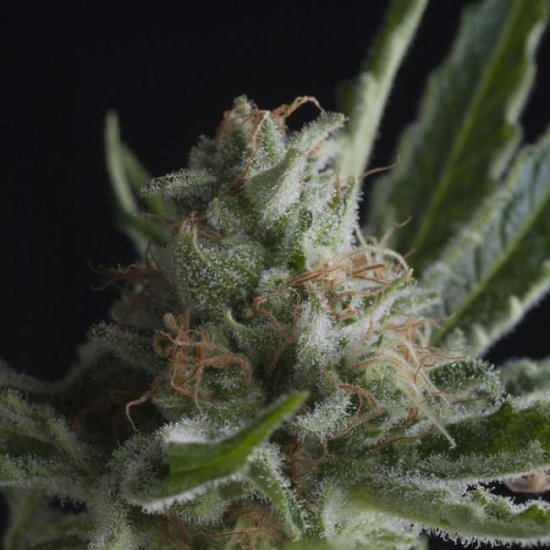 (Bild für) Shark CBD Feminised Seeds