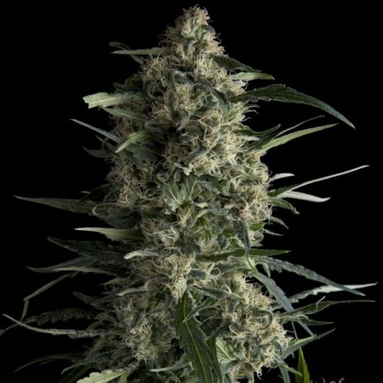 (Bild für) Galaxy CBD Feminised Seeds