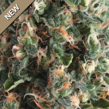 (Bild für) Super OG Kush Auto Feminised Seeds