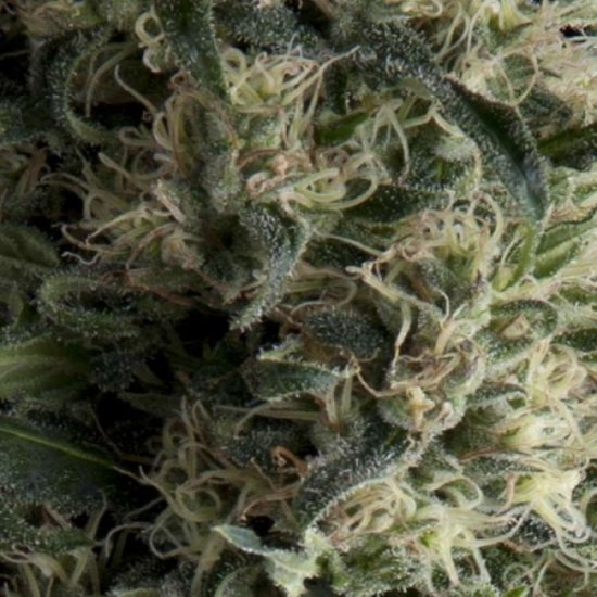 (Bild für) Galaxy Auto Feminised Seeds