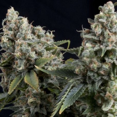 (Bild für) Tutankhamon Auto Feminised Seeds