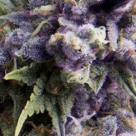 (Bild für) Purple Auto Feminised Seeds