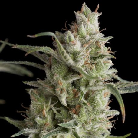 (Bild für) Super OG Kush Feminised Seeds