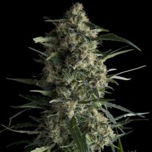 (Bild für) Galaxy Feminised Seeds