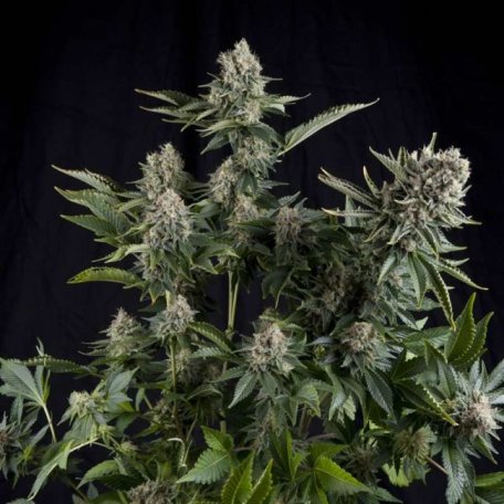 (Bild für) White Widow Feminised Seeds