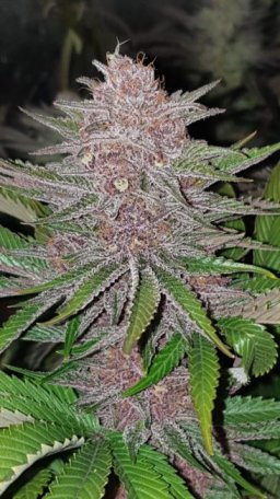 (Bild für) Forbidden Widow Feminised Seeds