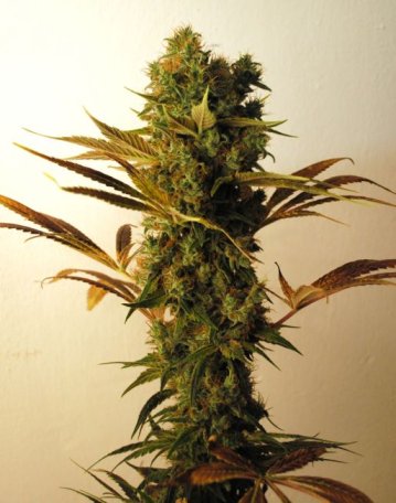 (Bild für) Hammer Shark Feminised Seeds