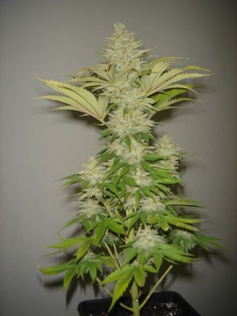 (Bild für) Bubblicious Feminised Seeds