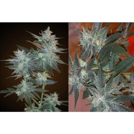 (Bild für) L.A. Ultra Feminised Seeds