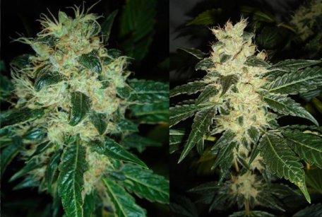 (Bild für) Sour P Feminised Seeds