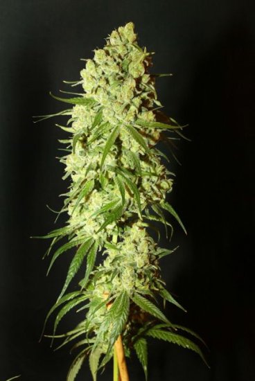 (Bild für) Cannatonic Feminised Seeds