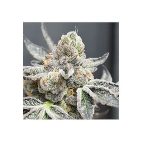 (Bild für) Radical Juice Auto Feminised Seeds