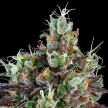 (Bild für) Sour Ripper Auto Feminised Seeds