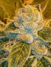 (Bild für) Sour Ripper Feminised Seeds