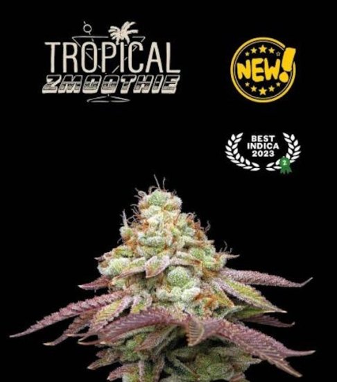 (Bild für) Tropical Zmoothie Feminised Seeds