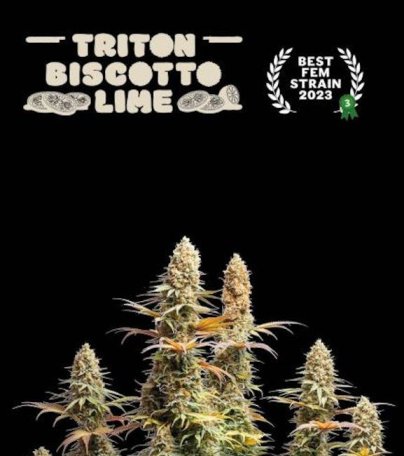 (Bild für) Triton Biscotto Lime Feminised Seeds