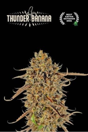 (Bild für) Thunder Banana Feminised Seeds