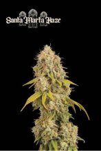 (Bild für) Santa Marta Haze Feminised Seeds