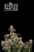 (Bild für) Mandarin Panties Feminised Seeds