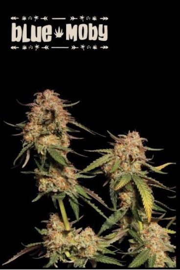 (Bild für) Blue Moby Feminised Seeds