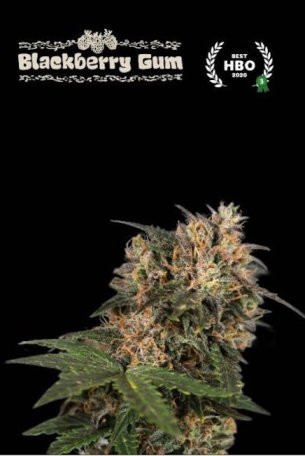 (Bild für) Blackberry Gum Feminised Seeds