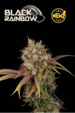 (Bild für) Black Rainbow Feminised Seeds