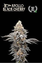 (Bild für) Apollo Black Cherry Feminised Seeds