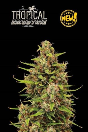 (Bild für) Tropical Zmoothie Auto Feminised Seeds