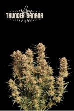 (Bild für) Thunder Banana Auto Feminised Seeds