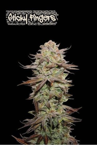 (Bild für) Sticky Fingers Auto Feminised Seeds