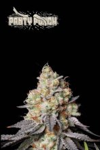 (Bild für) Panty Punch Auto Feminised Seeds