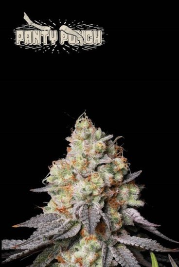 (Bild für) Panty Punch Auto Feminised Seeds