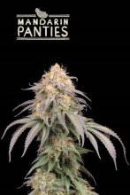 (Bild für) Mandarin Panties Auto Feminised Seeds