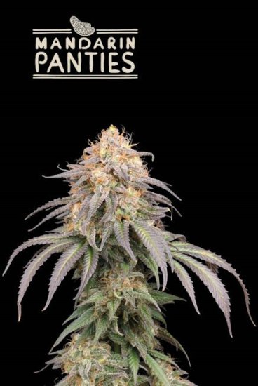 (Bild für) Mandarin Panties Auto Feminised Seeds