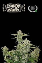 (Bild für) Candy Dawg Auto Feminised Seeds