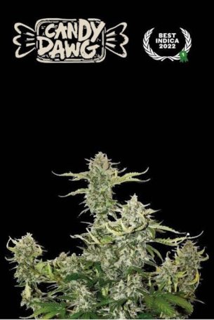 (Bild für) Candy Dawg Auto Feminised Seeds