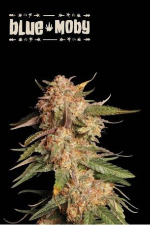 (Bild für) Blue Moby Auto Feminised Seeds